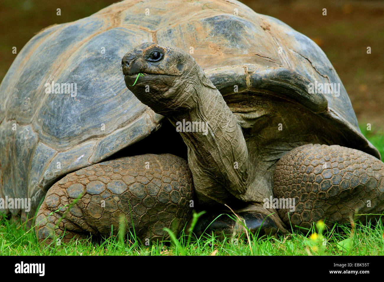 Tortue géante des Seychelles, Aldabran tortues géantes d'Aldabra, tortue géante (Aldabrachelys gigantea, Testudo gigantea, Geochelone gigantea, Megalochelys gigantea), assis dans l'herbe Banque D'Images