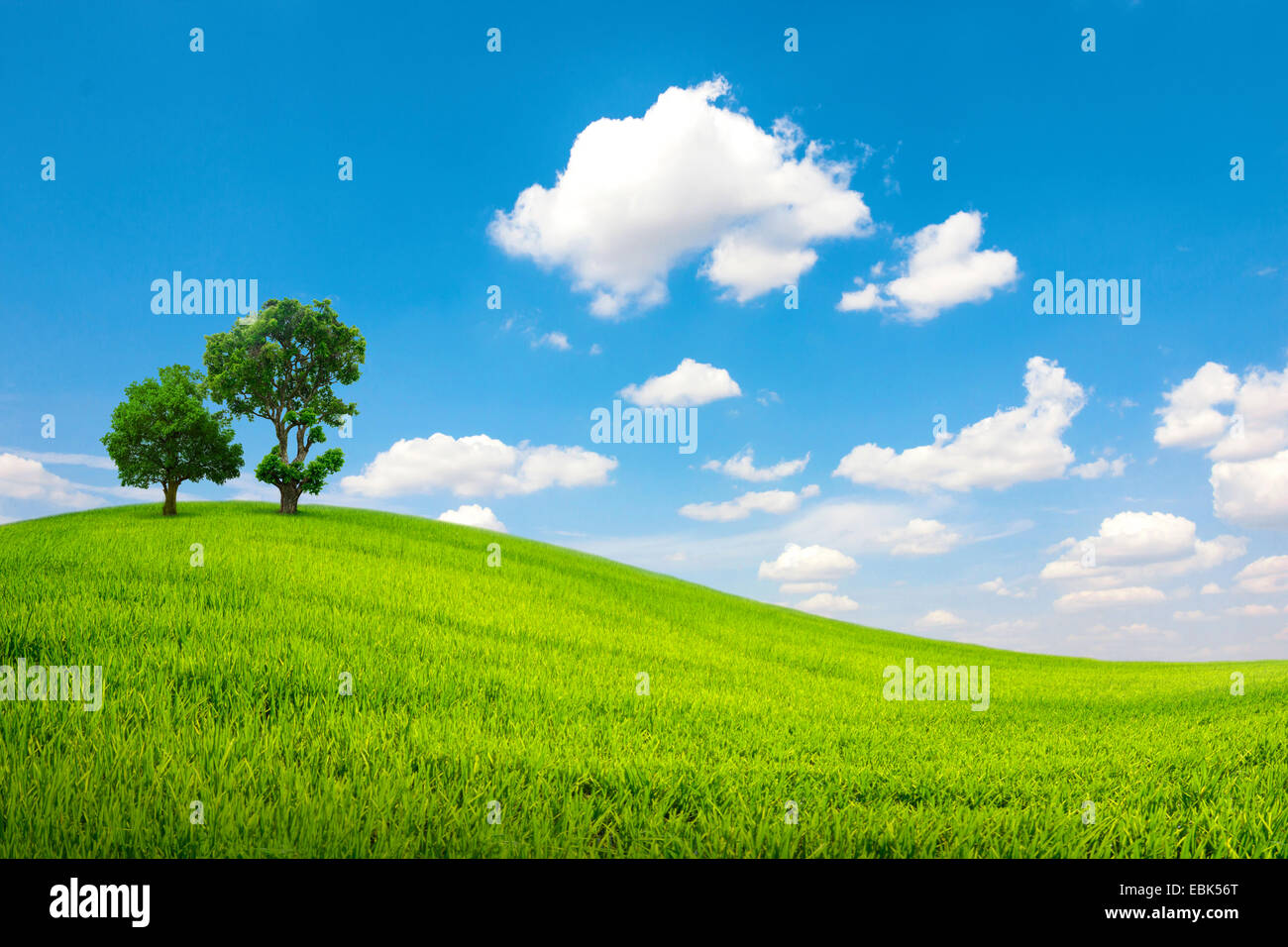 Champ vert et bleu ciel nuage avec arbre Banque D'Images
