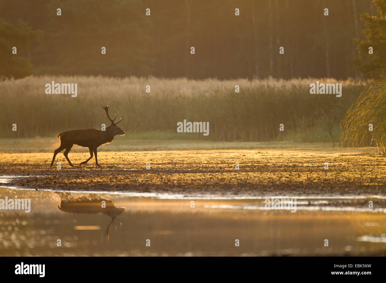 Red Deer (Cervus elaphus), stag dans une eau dans la lumière du matin, l'Allemagne, la Saxe, la Bavière, Lausitz Heath et paysage de l'étang Banque D'Images