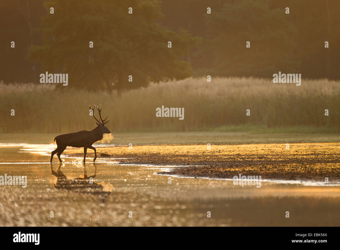 Red Deer (Cervus elaphus), le cerf à la rive d'un lac dans la lumière du matin, l'Allemagne, la Saxe, la Bavière, Lausitz Heath et paysage de l'étang Banque D'Images