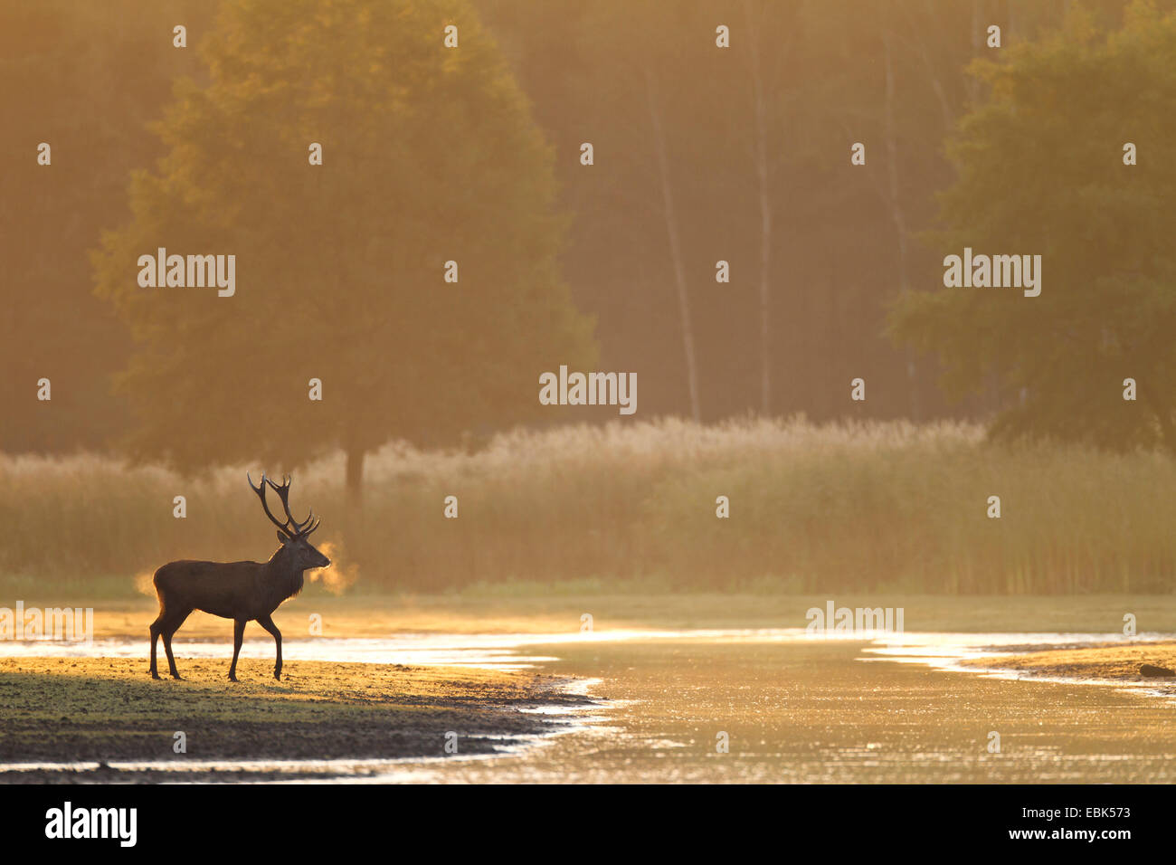 Red Deer (Cervus elaphus), le cerf à la rive d'un lac dans la lumière du matin, l'Allemagne, la Saxe, la Bavière, Lausitz Heath et paysage de l'étang Banque D'Images