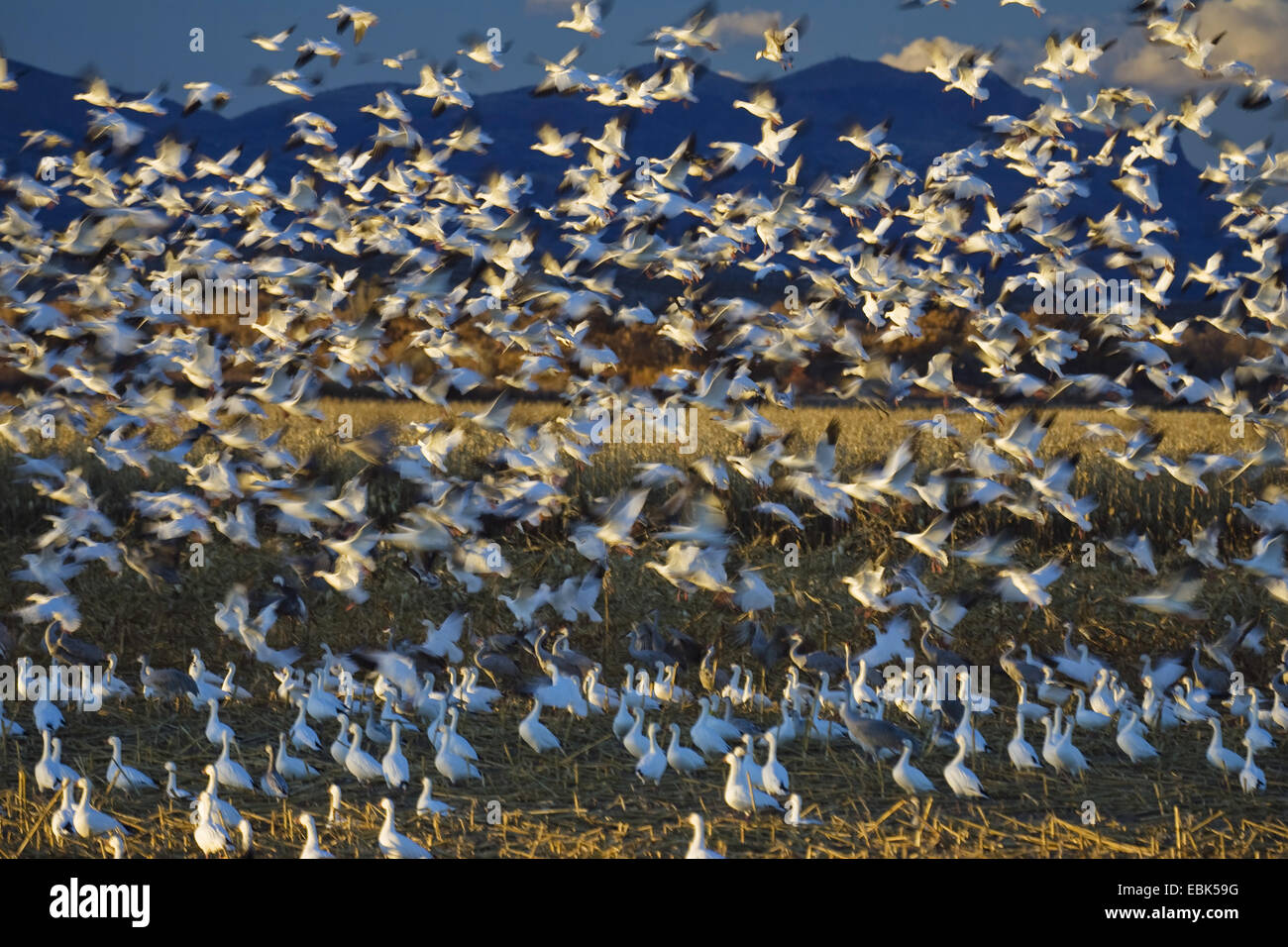 Oie des neiges (Anser caerulescens atlanticus, Chen caerulescens atlanticus), l'oie des neiges en hiver, Bosque del Apache USA, Nouveau Mexique, le Refuge de Vie Sauvage de Bosque del Apache Banque D'Images