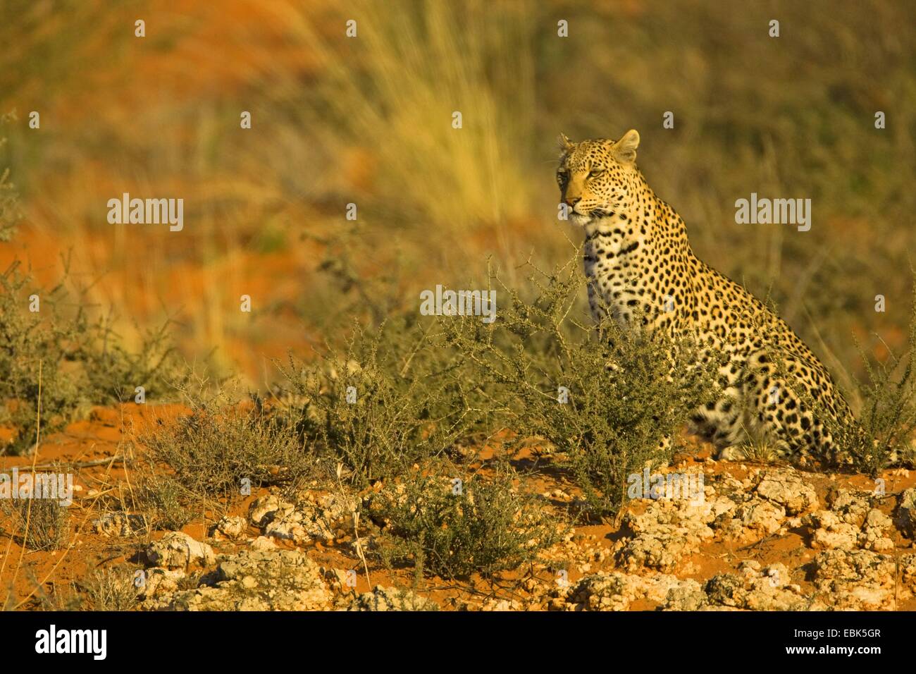 Leopard (Panthera pardus), assis sur la lumière du soir, Afrique du Sud, Northern Cape, Kgalagadi Transfrontier National Park Banque D'Images