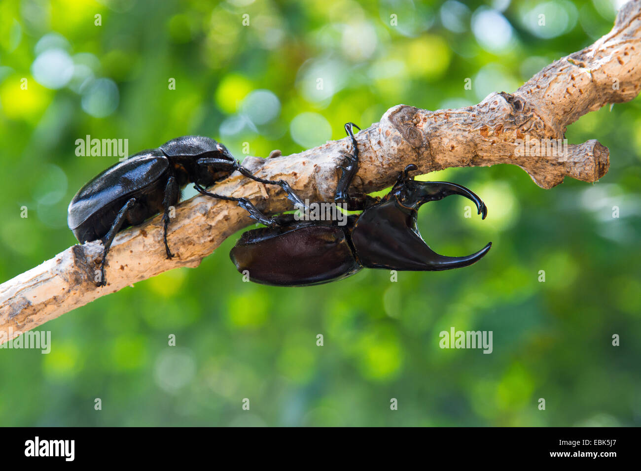 Stag beetle homme et femme on tree Banque D'Images