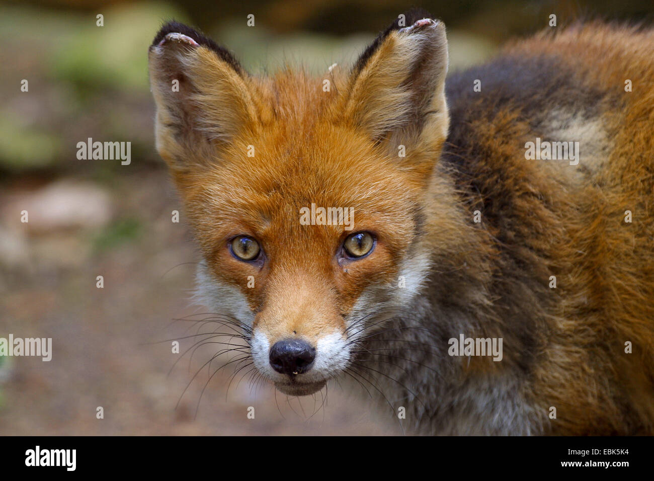 Le renard roux (Vulpes vulpes), portrait, Allemagne Banque D'Images