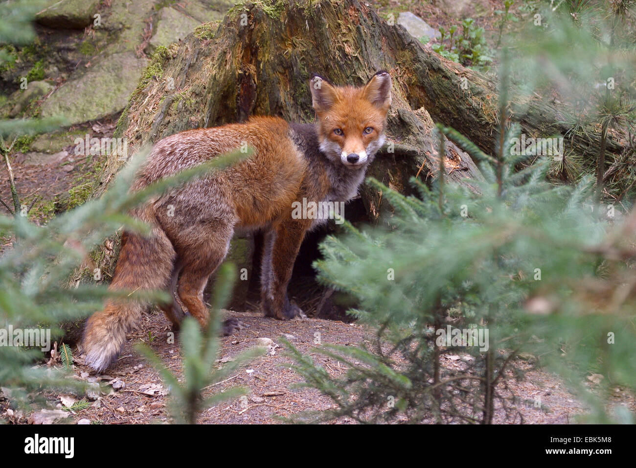 Le renard roux (Vulpes vulpes), debout en face de la den, Allemagne Banque D'Images