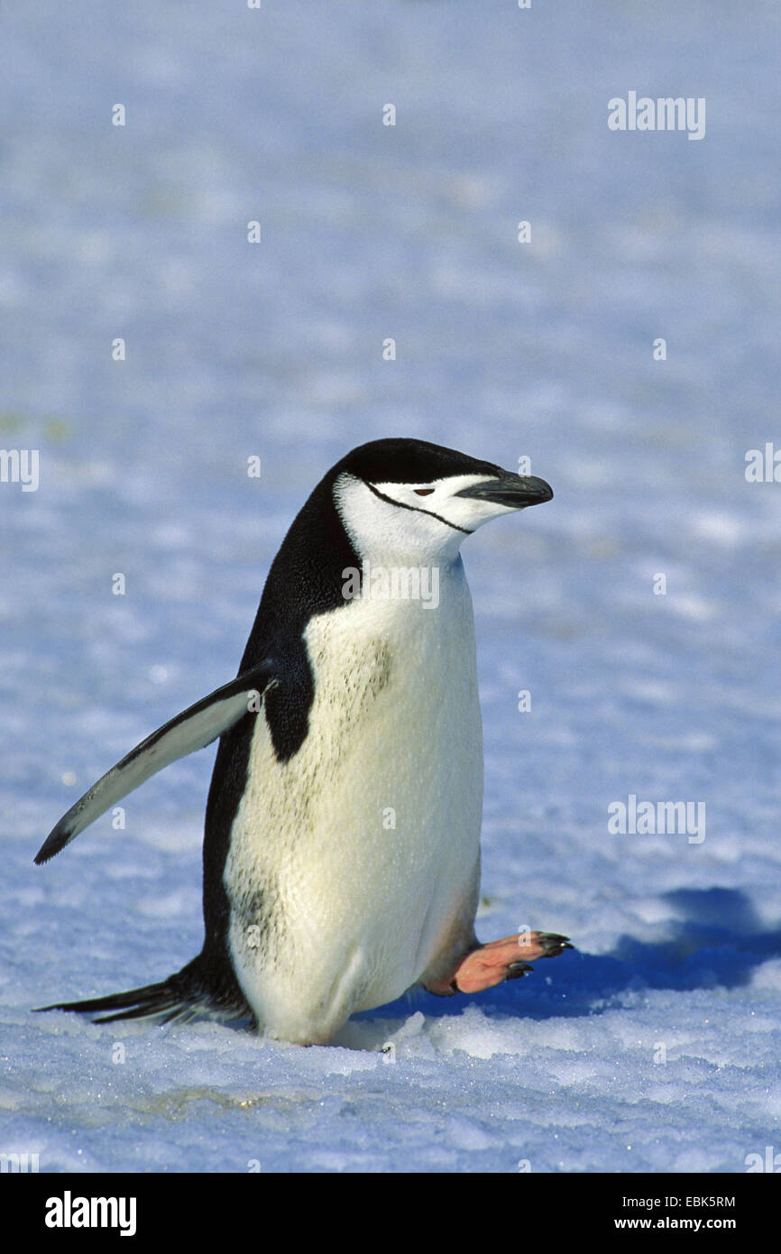 Pingouin manchot à jugulaire, barbu (Pygoscelis antarctica, Pygoscelis antarcticus), marche à pied, de l'Antarctique Banque D'Images