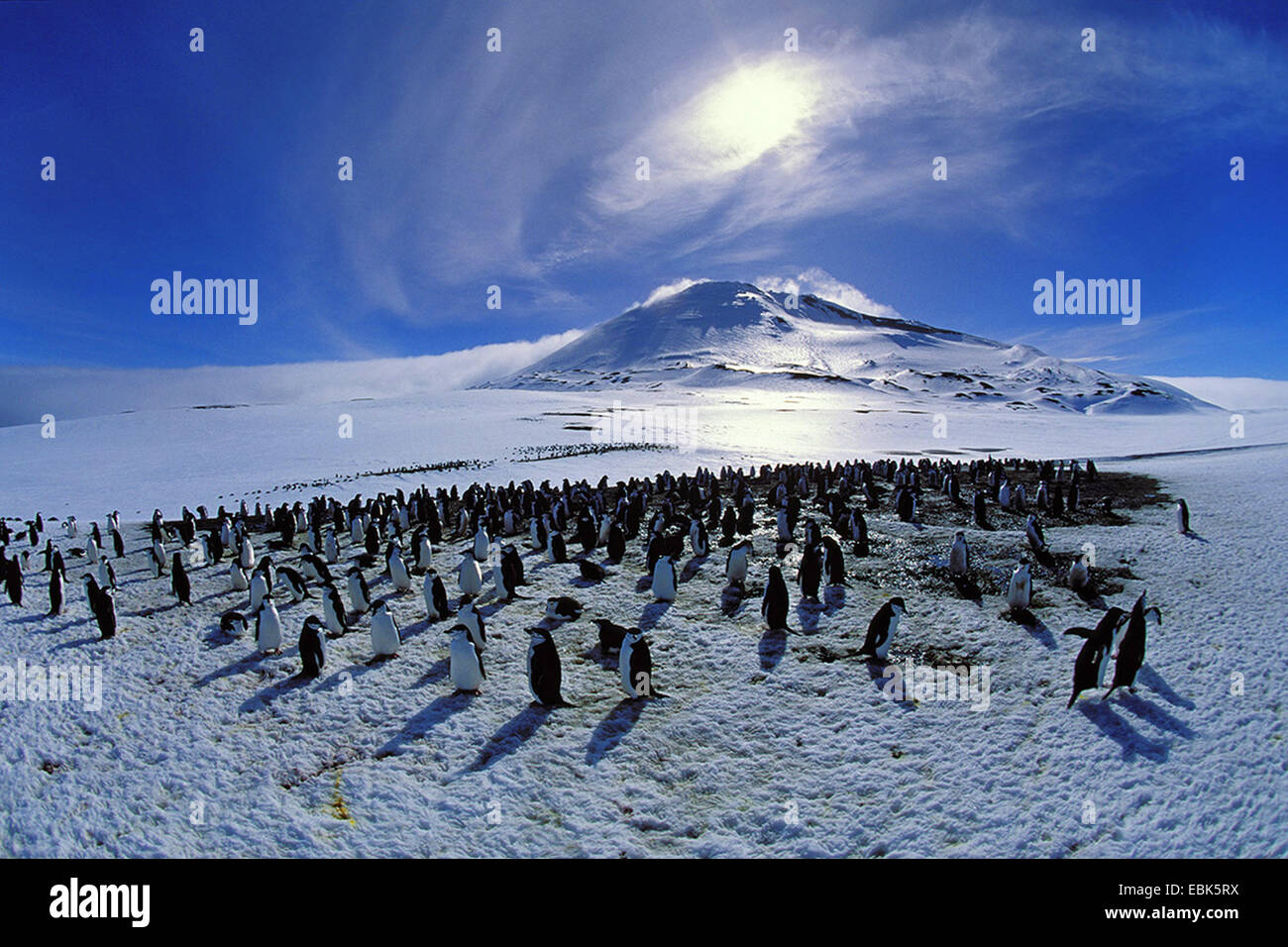 Pingouin manchot à jugulaire, barbu (Pygoscelis antarctica, Pygoscelis antarcticus), colonie, Antarctique, îles Sandwich du Sud, l'Île Zavodovski Banque D'Images