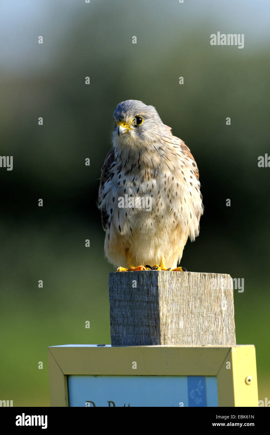 Faucon crécerelle (Falco tinnunculus), sur un poteau, Pays-Bas, Texel Banque D'Images