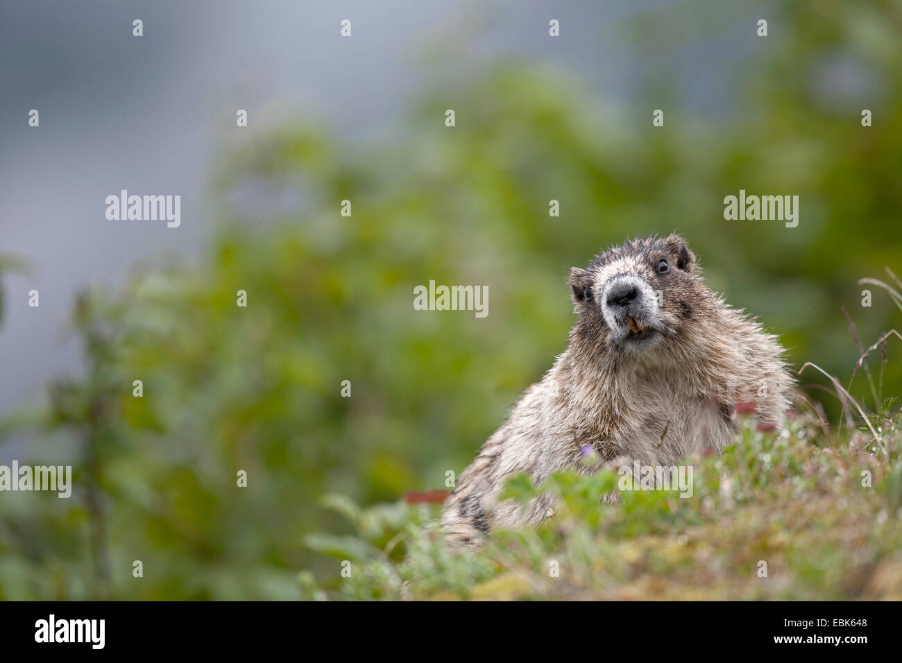 La marmotte des Rocheuses (Marmota caligata), assis sur une pente, USA, Alaska, le Mont Roberts Banque D'Images