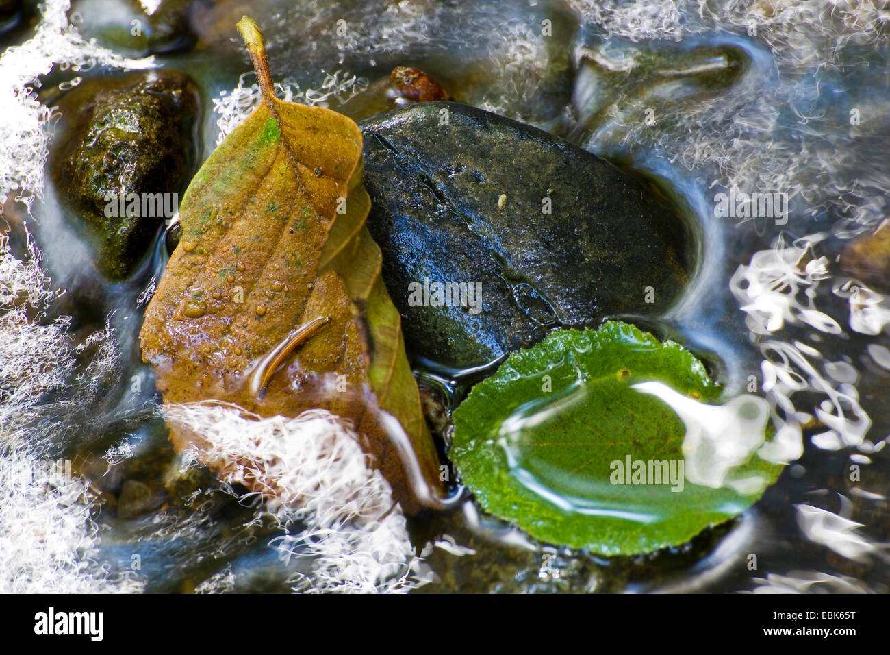 Des pierres et des feuilles dans l'eau en mouvement d'une rivière, l'Allemagne, la Saxe, Vogtland, Triebtal Banque D'Images