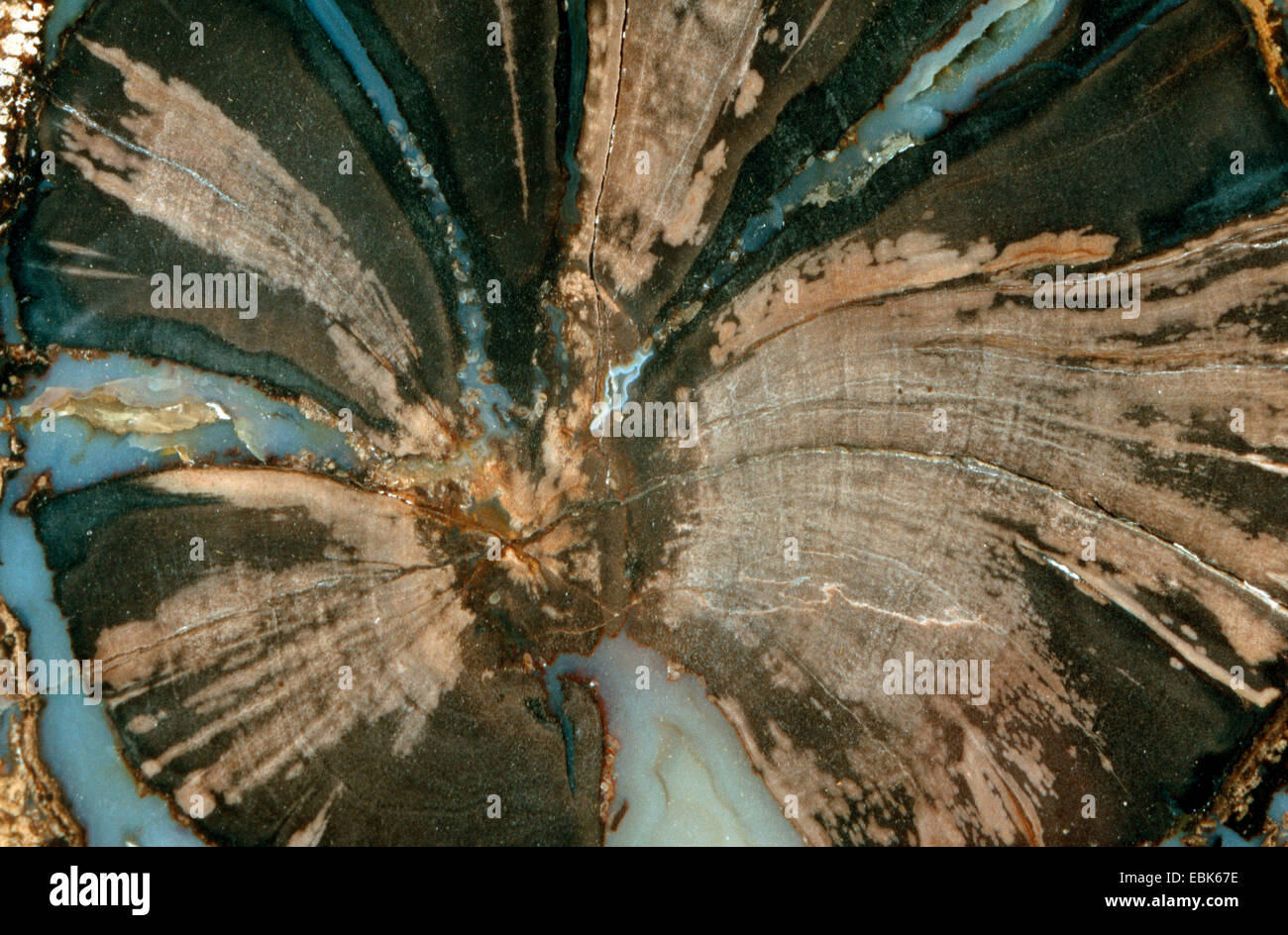 Petriefied bois dans la forêt bleue, 50 millions d'années, USA, Wyoming, Eden Valley Banque D'Images