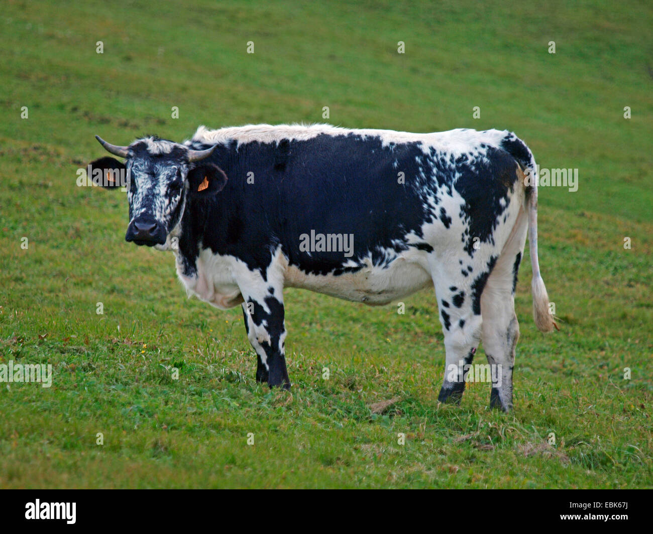 Les bovins domestiques (Bos primigenius f. taurus), vache dans un pâturage, France, Vosges Banque D'Images
