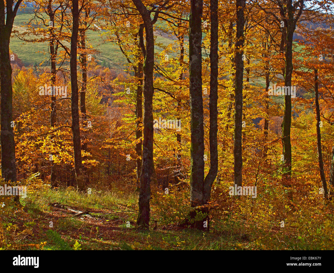 Collection automne bois dans Vosges, France, Alsace, Vosges Banque D'Images