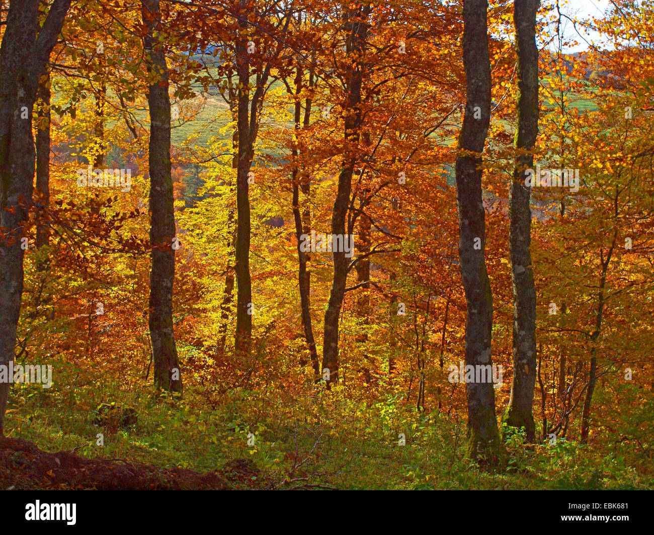 Collection automne bois dans Vosges, France, Alsace, Vosges Banque D'Images