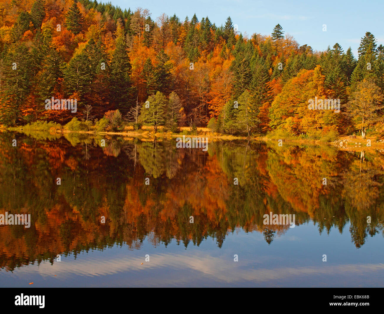 Bois de l'automne dans les Vosges au Lac de Blanchemer, France, Alsace, Vosges Banque D'Images