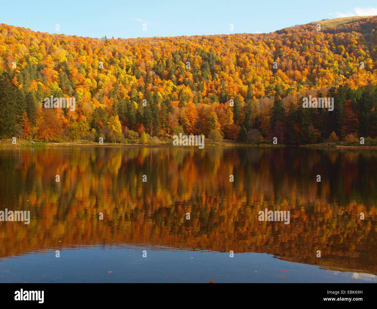 Bois de l'automne dans les Vosges au Lac de Blanchemer, France, Alsace, Vosges Banque D'Images