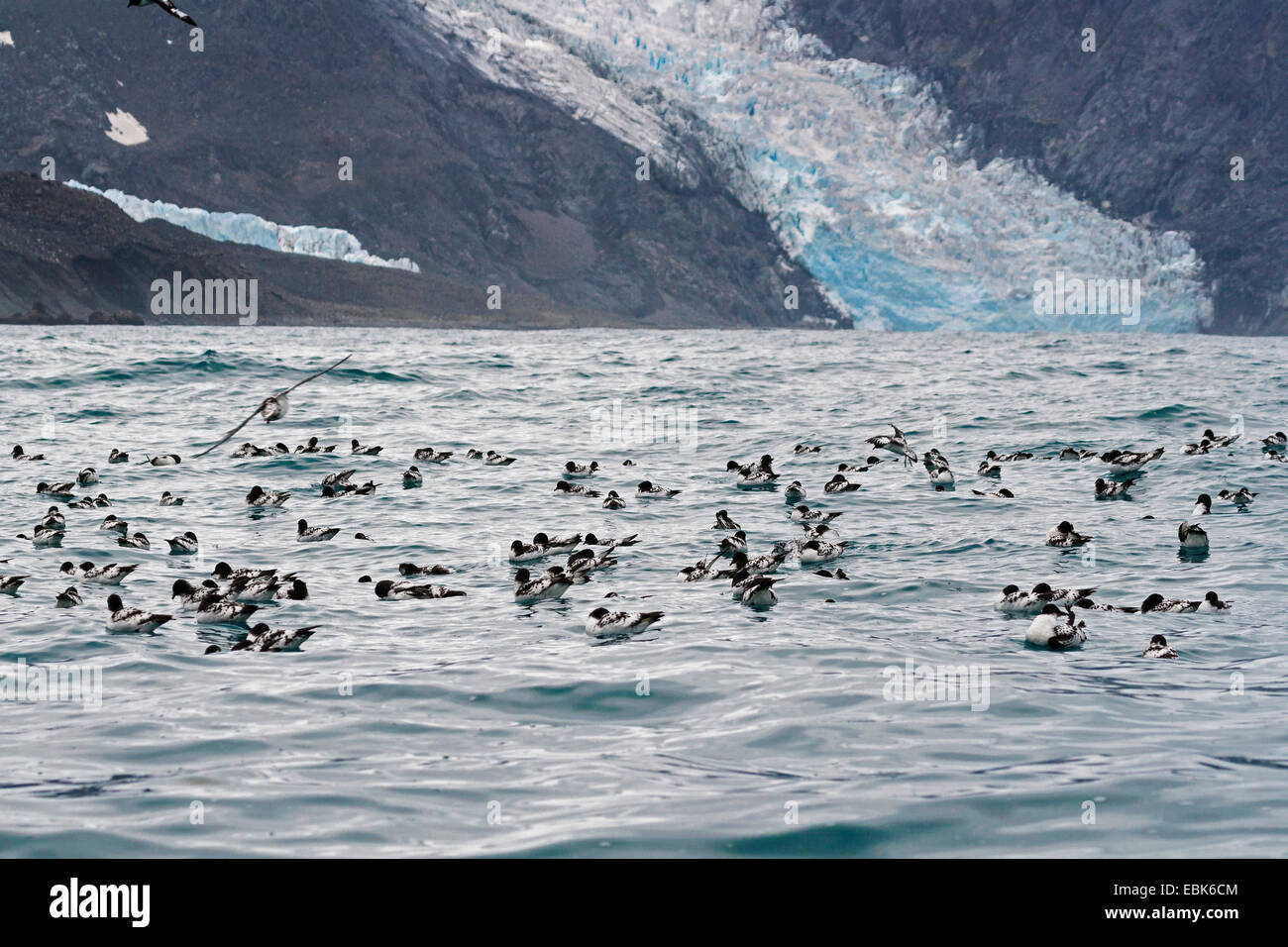 Pintado petrel pétrel antarctique, Le Cap (Daption capense), cap pétrels reposant sur l'eau à l'île de l'éléphant, l'Antarctique, l'île de l'éléphant Banque D'Images