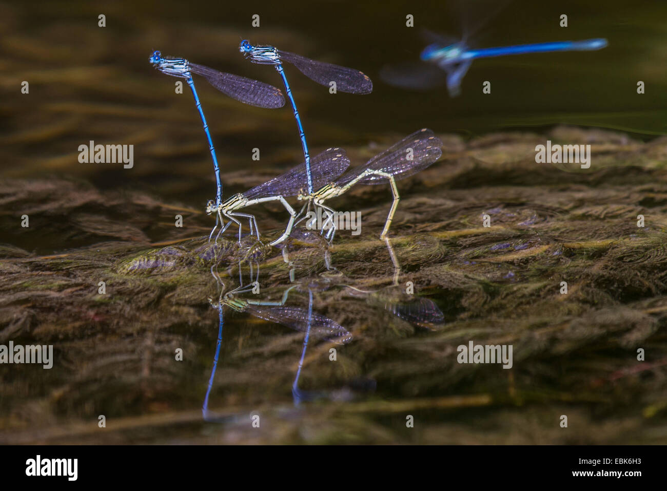 Demoiselle Coenagrion pulchellum (variable), paire à l'oviposition, Allemagne, Bavière, Stafffelseeache Banque D'Images