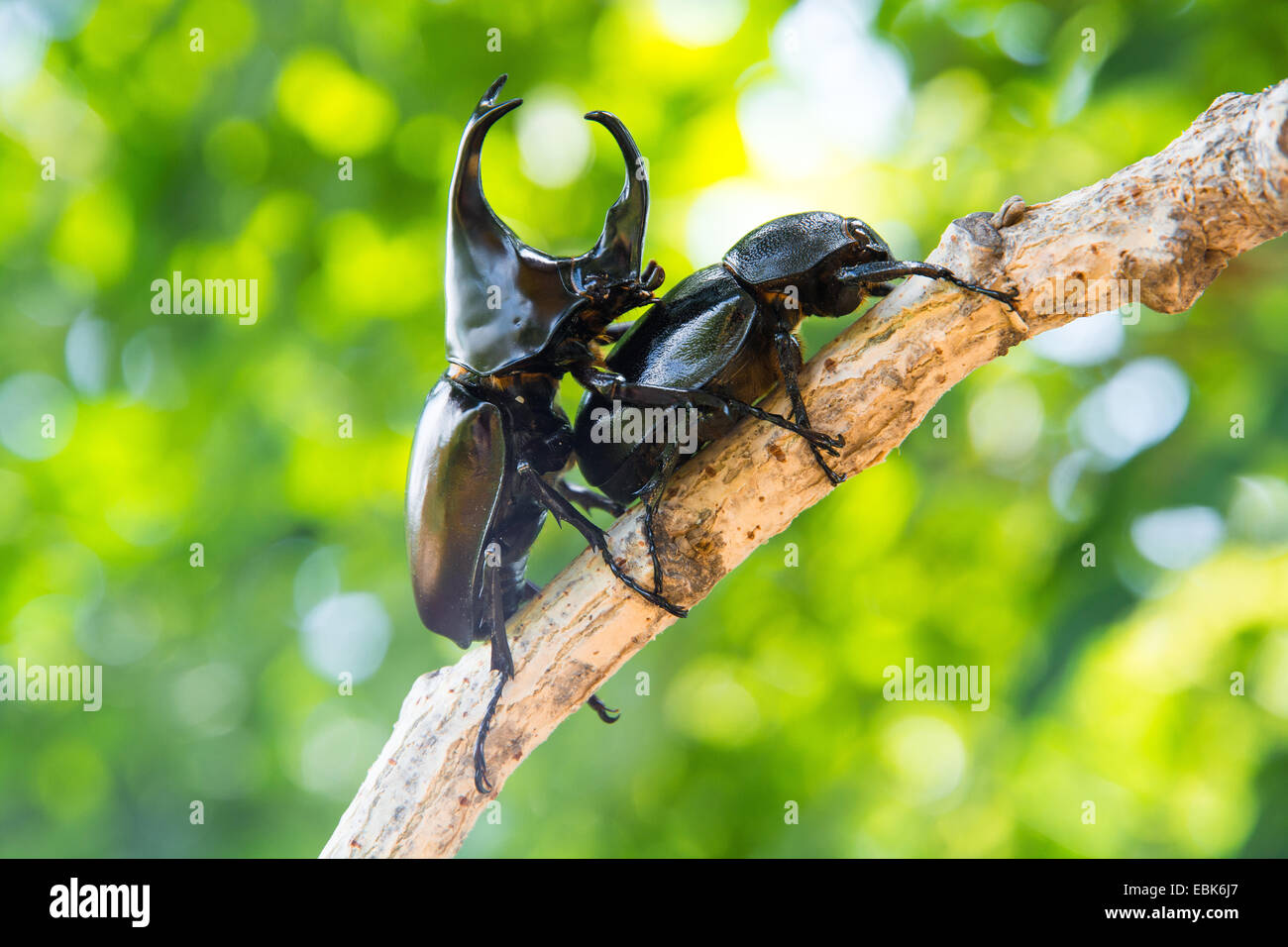 Stag beetle on tree Banque D'Images