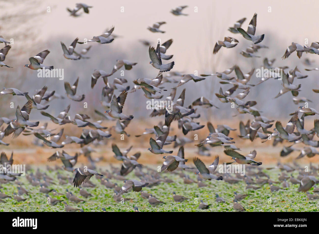 Pigeon ramier (Columba palumbus), battant jusqu'troupeau sur un champ, Allemagne Banque D'Images