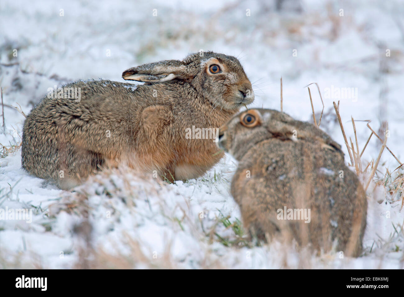 Lièvre européen, lièvre Brun (Lepus europaeus), deux lièvres dans une prairie enneigée, Schleswig-Holstein, Allemagne Banque D'Images