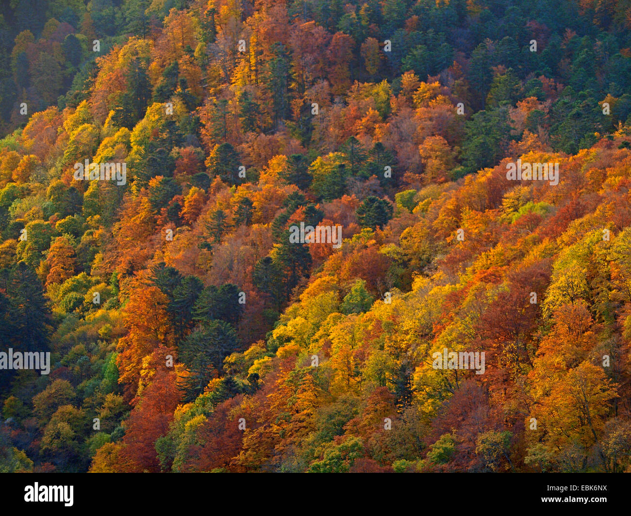 Forêt d'automne dans les Vosges, France, Alsace, Vosges Banque D'Images