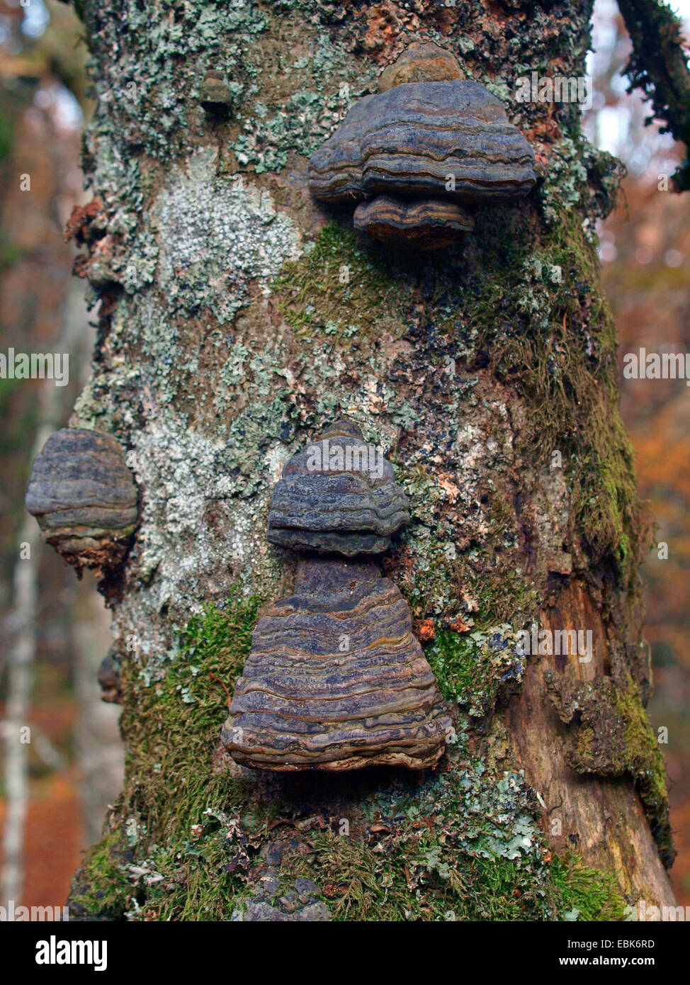 Les champignons du support sur tronc d'arbre, France, Alsace, Vosges, NSG Tanet-Gazon du Fang Banque D'Images