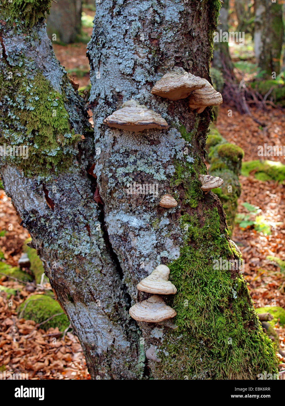 Les champignons du support sur tronc d'arbre, France, Alsace, Vosges, NSG Tanet-Gazon du Fang Banque D'Images