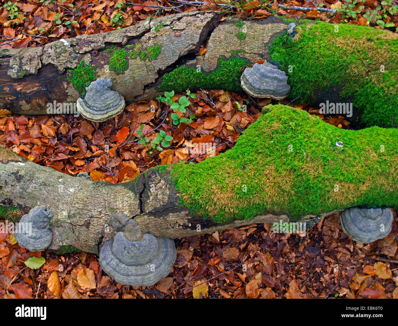 Champignons sur support arbre tombé, France, Alsace, Vosges, NSG Tanet-Gazon du Fang Banque D'Images