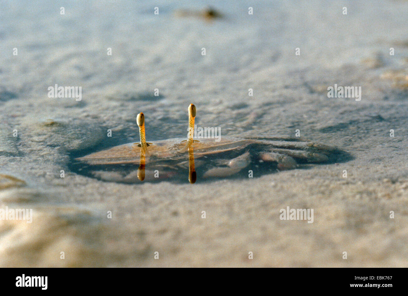 Gangfish, grand corégone (NeuchÔtel) corégone (Macrophthalmus spec.), sur le site de l'eau avec son télescope yeux, Philippines Banque D'Images