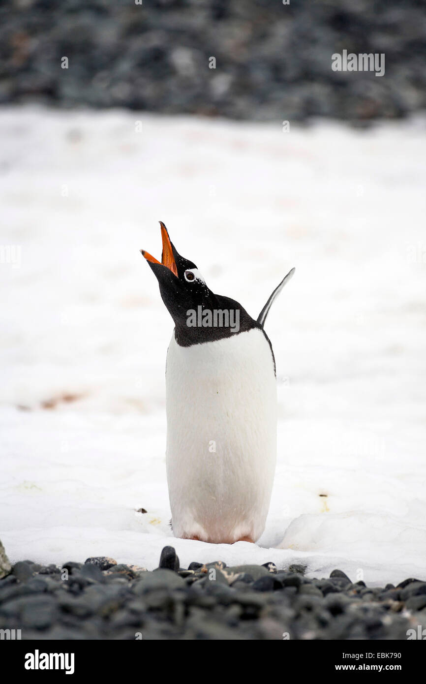Gentoo pingouin (Pygoscelis papua), debout dans la neige avec les ailes étendues, appelant l'Antarctique Banque D'Images