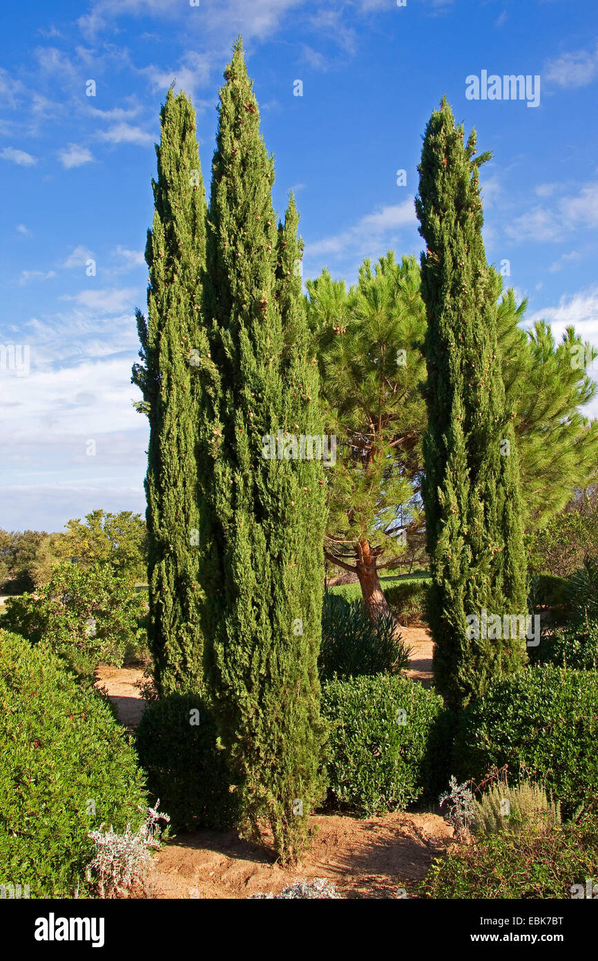 Cyprès (Cupressus sempervirens), colonnes de cyprès, Italie Banque D'Images