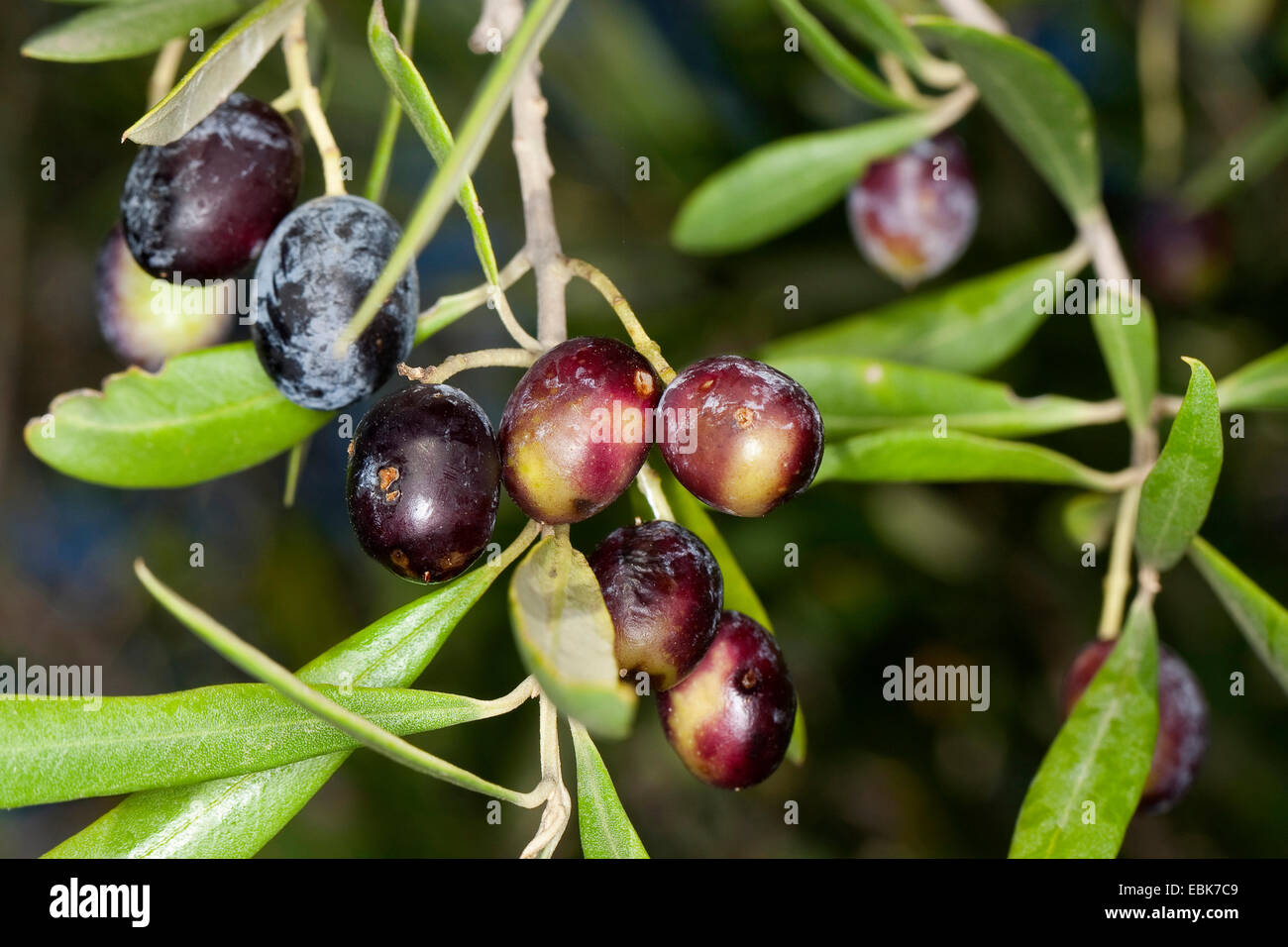 Olivier (Olea europaea ssp. sativa), des olives sur un arbre Banque D'Images