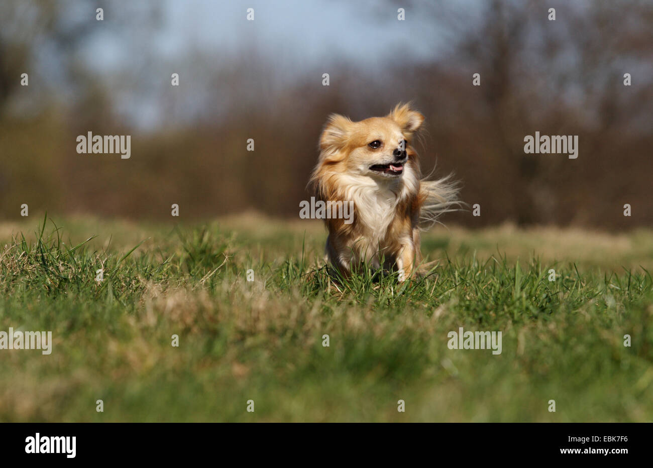Chihuahua (Canis lupus f. familiaris), à travers un pré, Allemagne Banque D'Images