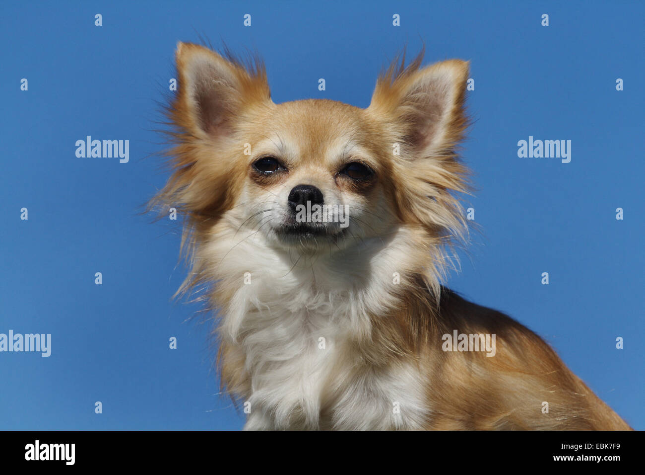 Chihuahua (Canis lupus f. familiaris), portrait Banque D'Images
