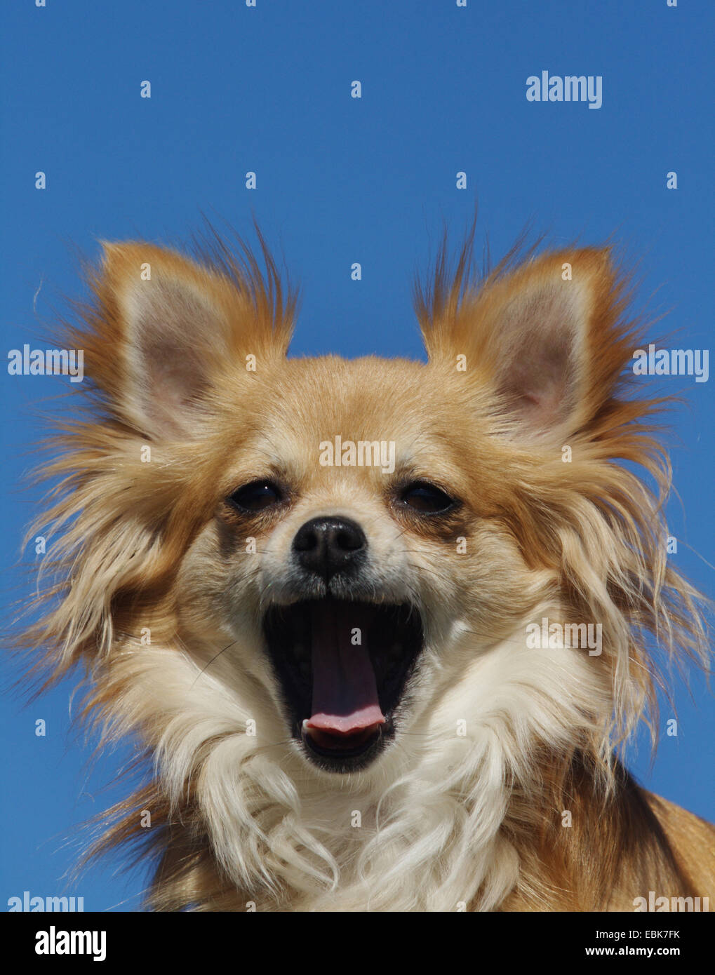 Chihuahua (Canis lupus f. familiaris), les bâillements, portrait Banque D'Images