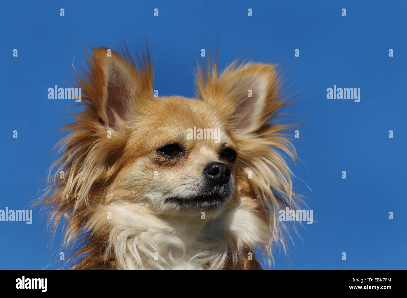 Chihuahua (Canis lupus f. familiaris), portrait Banque D'Images