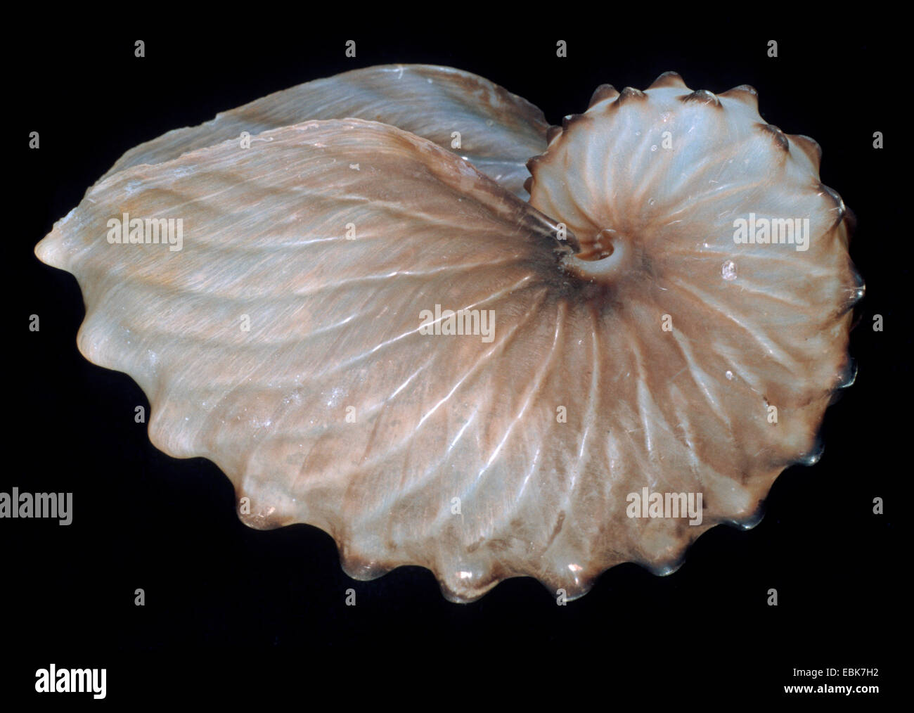 Argonaut ailé, brown paper nautilus (Argonauta hians), shell Banque D'Images