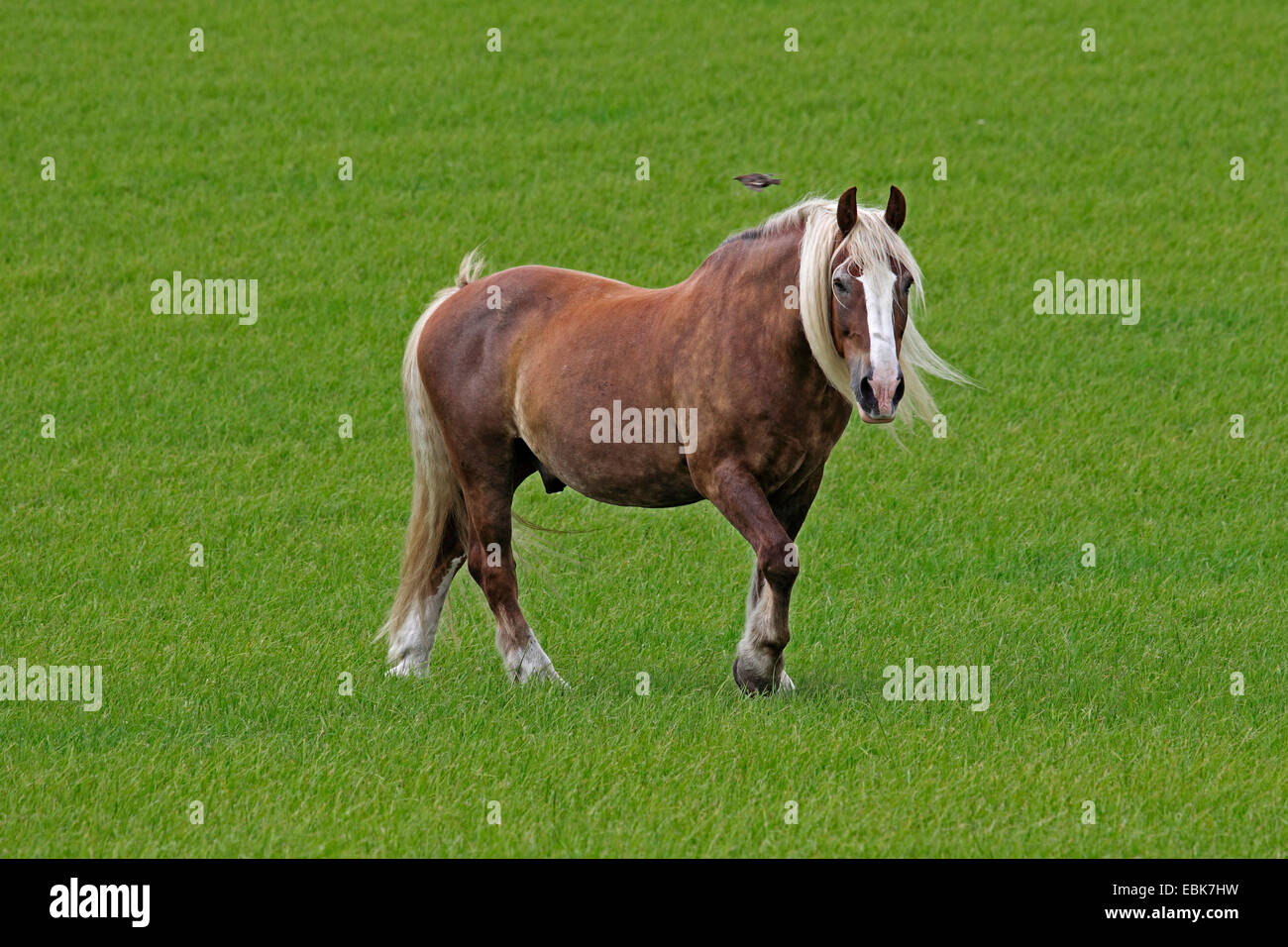 Forêt Noire le cheval (Equus caballus przewalskii f.), dans un pâturage, Allemagne Banque D'Images
