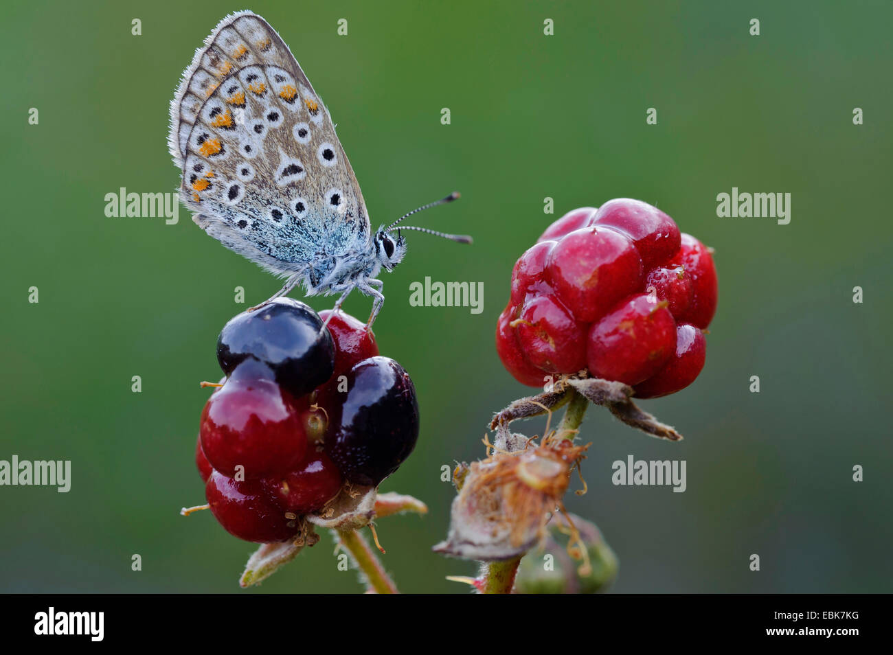 Blue (Polyommatus icarus commun), assis sur un blackberry immatures, ALLEMAGNE, Basse-Saxe Banque D'Images