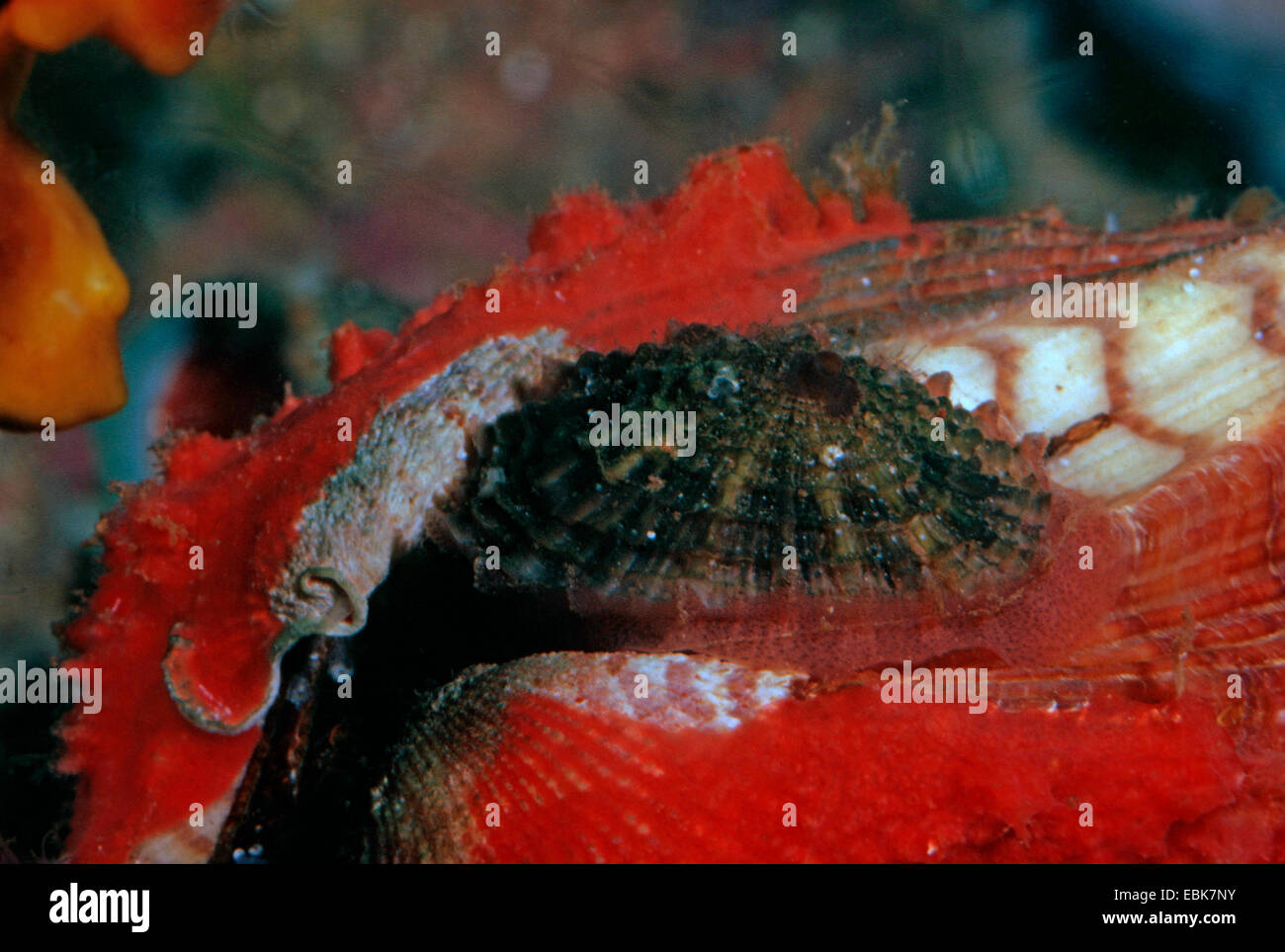 L'arche de Noé, l'arche de Noé (Arca shell deutschland noae), avec Fissurella costaria sur sa surface Banque D'Images
