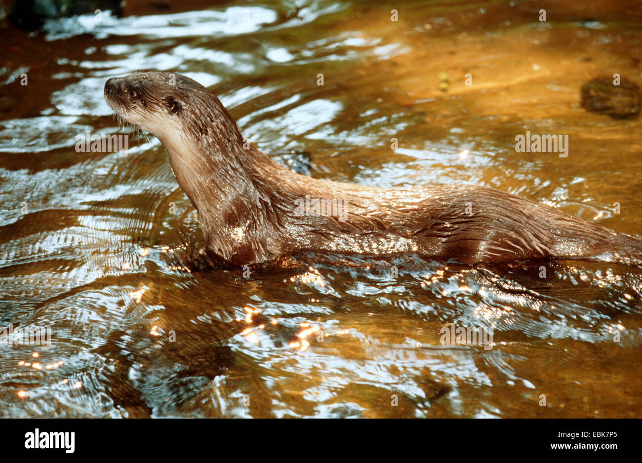 La loutre d'Amérique du Nord, la loutre (Lutra canadensis), debout dans l'eau peu profonde d'une rivière Banque D'Images