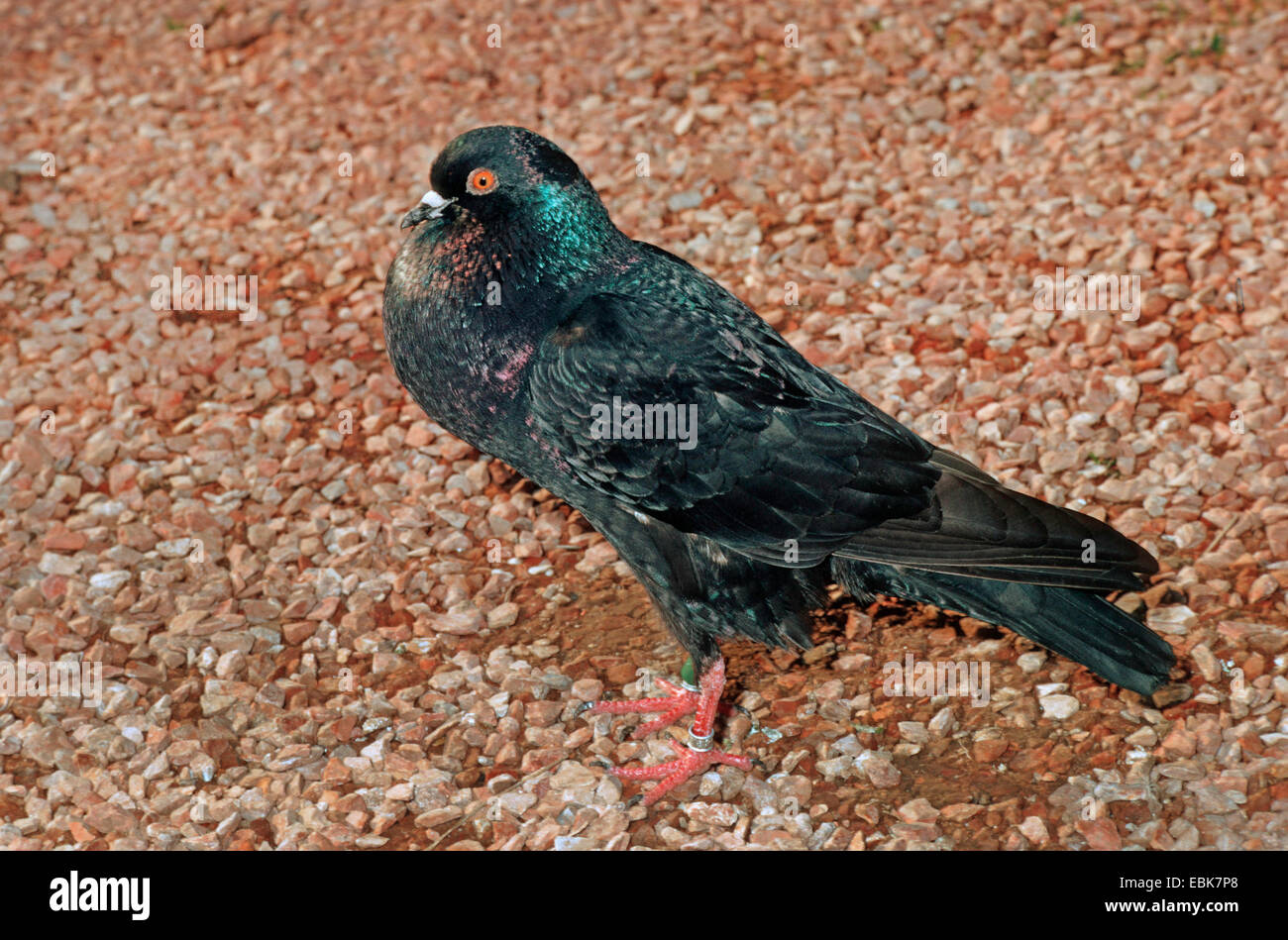 Pouter Brunner (Columba livia domestica) f., noir modèle assis sur le gravier Banque D'Images