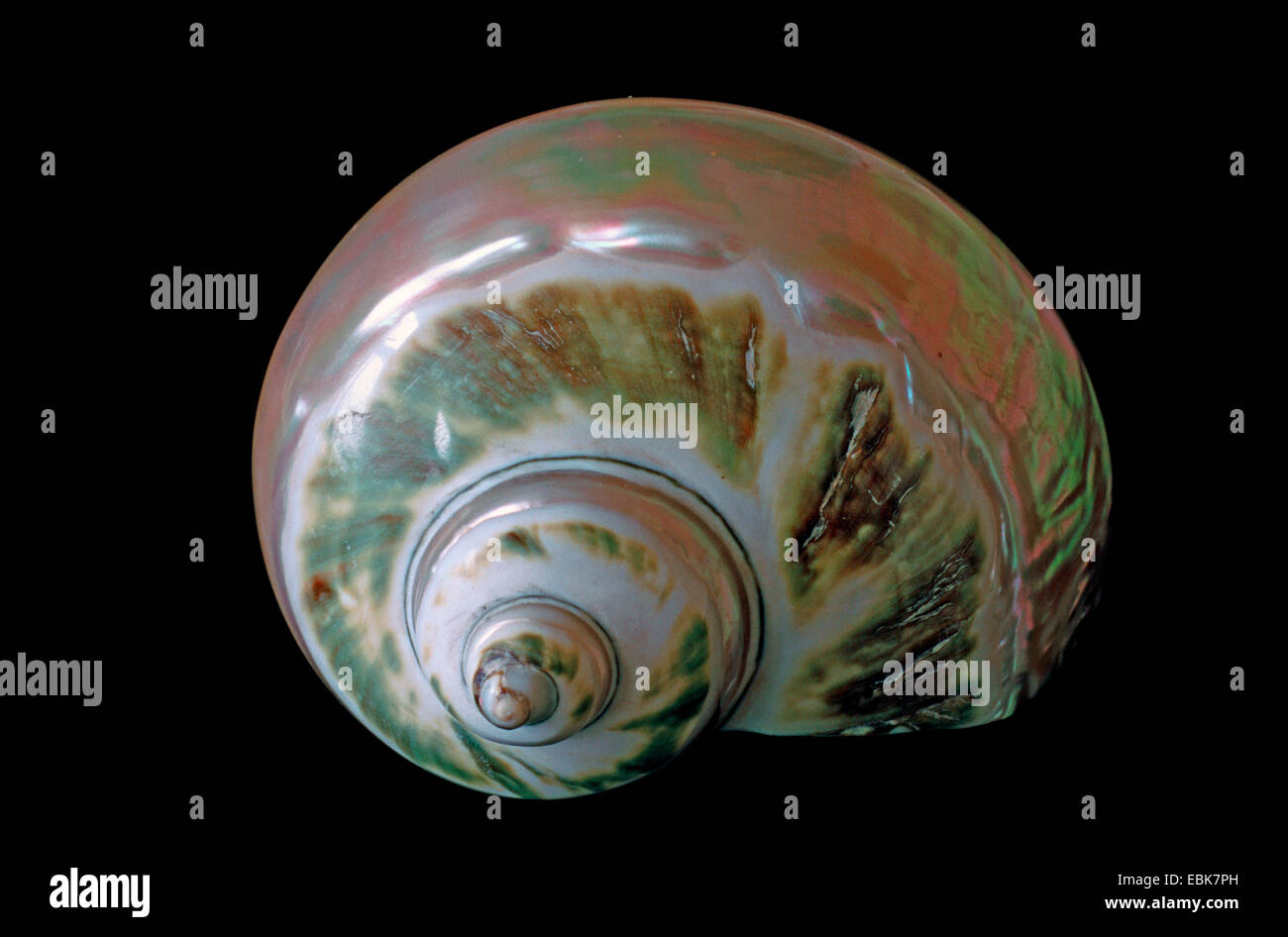 L'Afrique du Sud, pearlwinkle turban géant (Turbo sarmaticus), snail-shell Banque D'Images