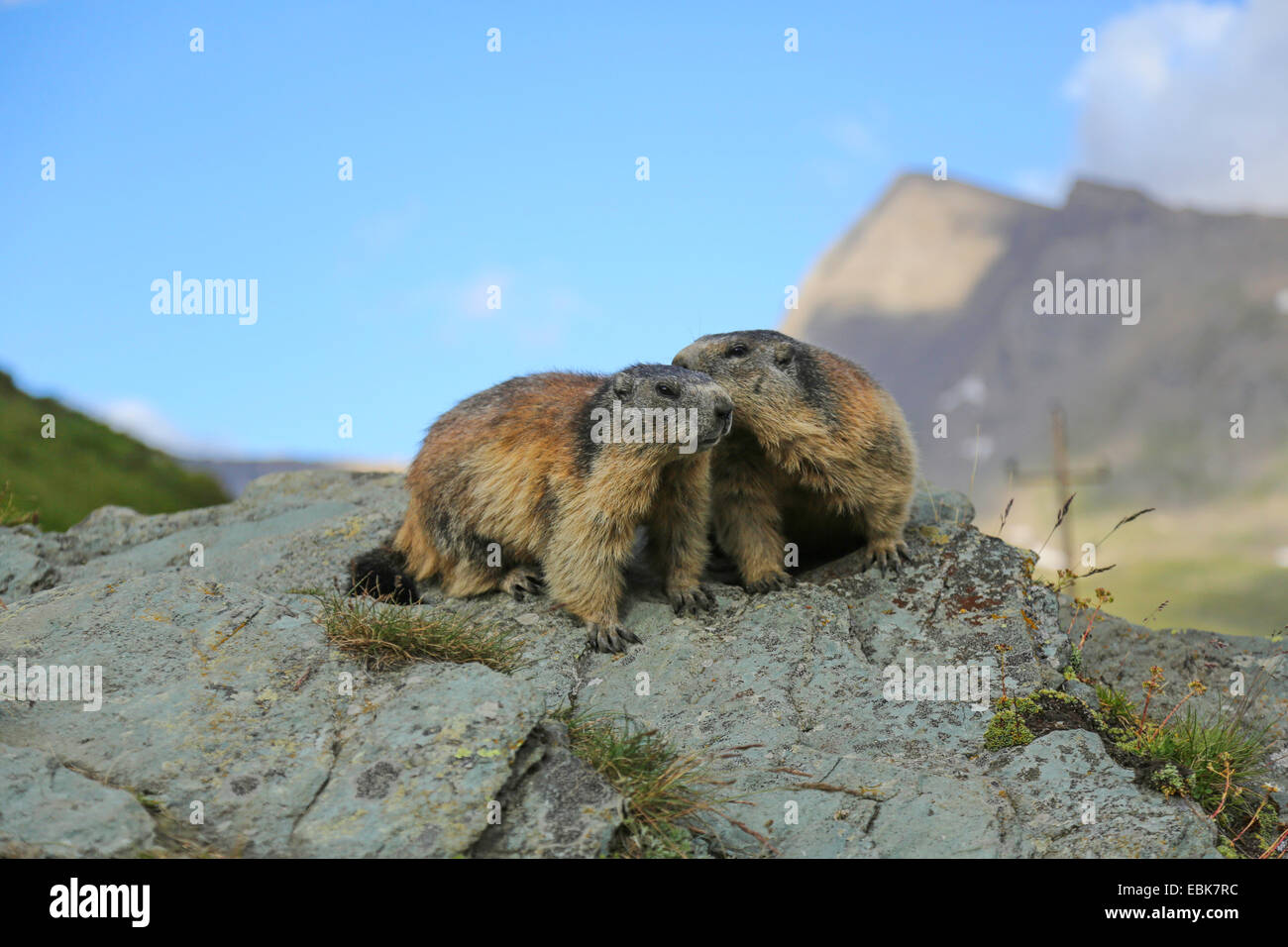 Marmotte des Alpes (Marmota marmota), deux marmottes assis sur un rocher, en Autriche, le Grossglockner Banque D'Images