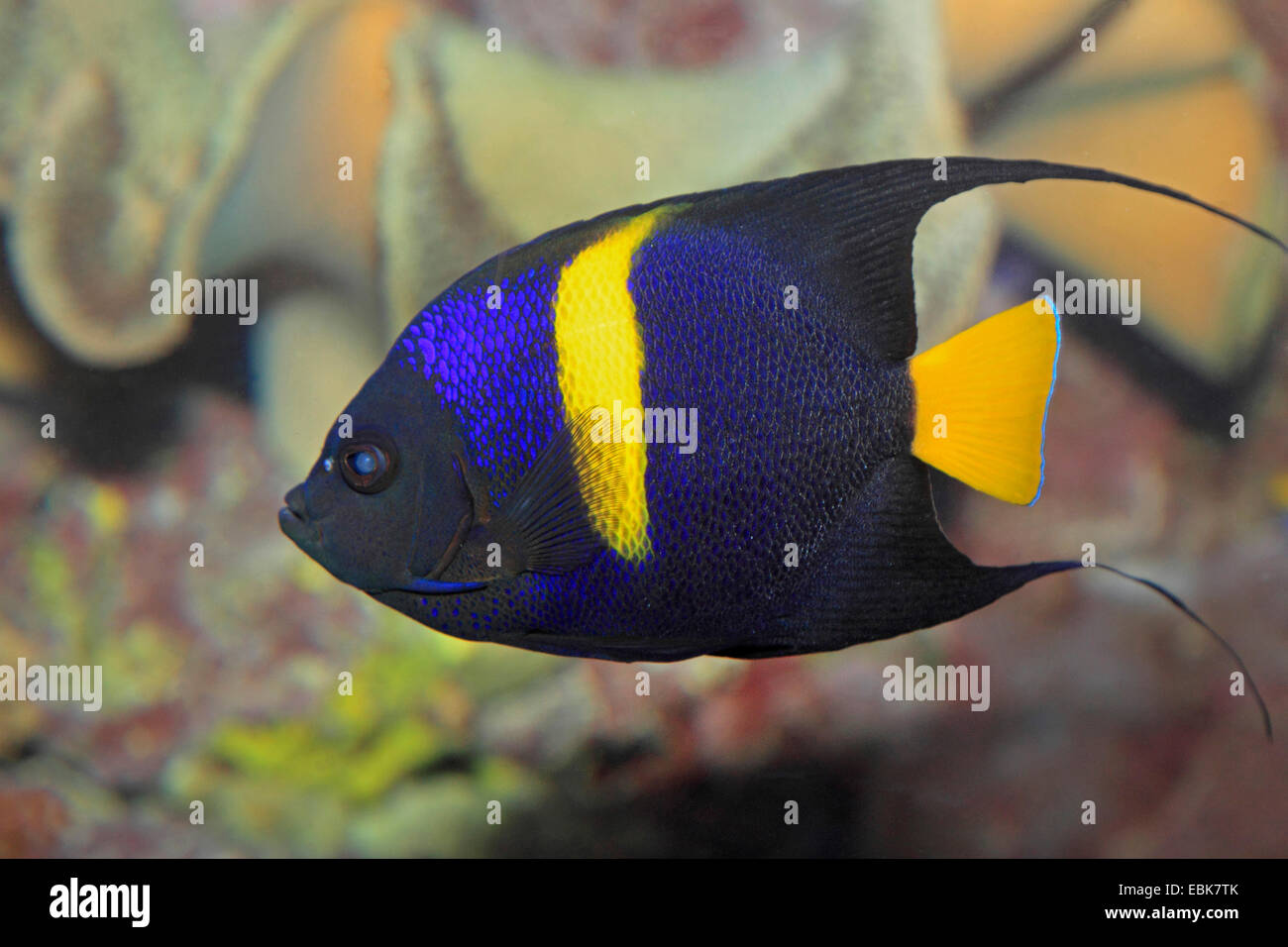 Arabian angelfish Pomacanthus asfur Euxiphipops (, asfur, Arusetta asfur), au reef Banque D'Images