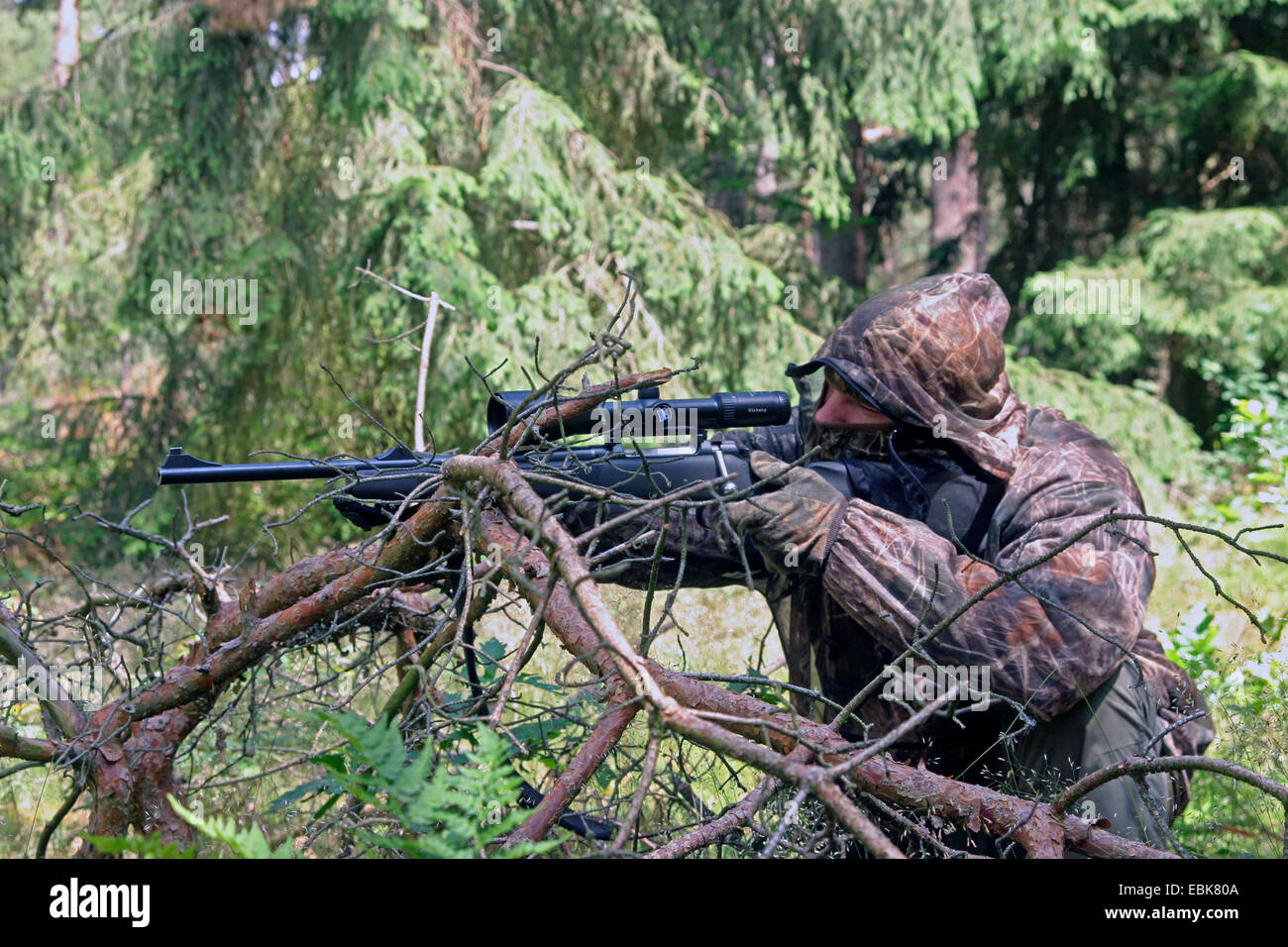 Huntsman camouflé en forêt, ALLEMAGNE, Basse-Saxe Banque D'Images