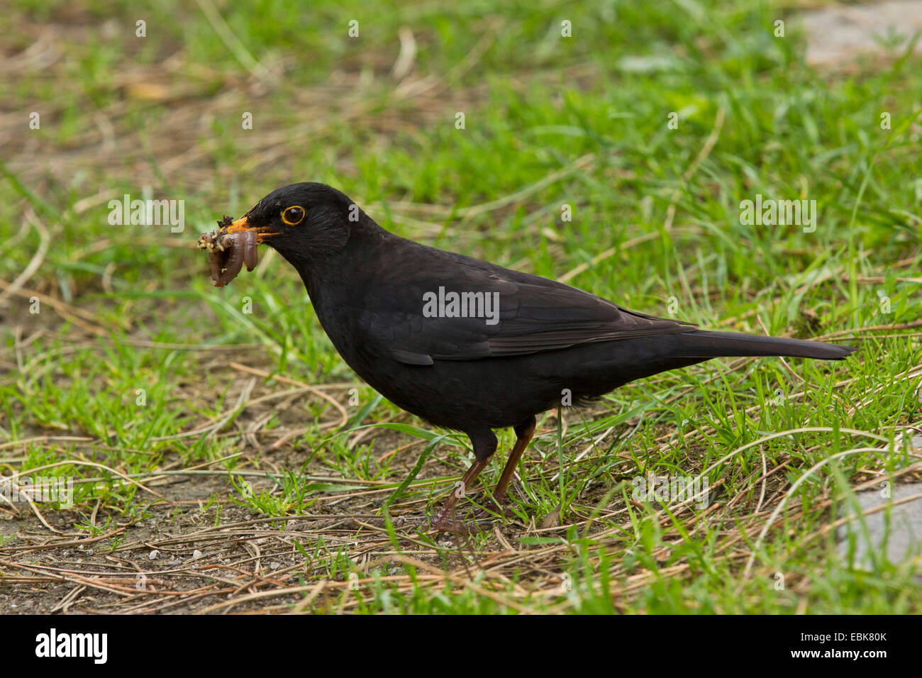 Blackbird (Turdus merula), homme à terre dans la vis sans fin bec, Germany Banque D'Images