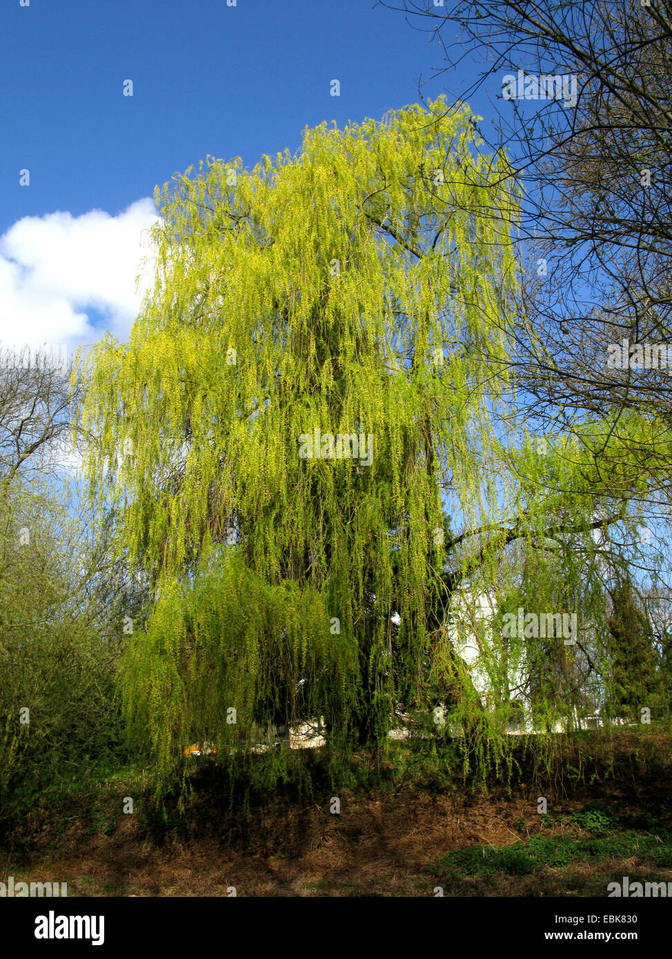 Gris nain saule (Salix tristis), au printemps dans un parc, l'Allemagne, en Rhénanie du Nord-Westphalie, région de la Ruhr, Bochum Banque D'Images